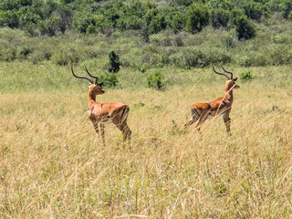 Impala antelopes male standing on African savanna grass