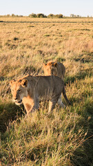 Two lions walking in golden savanna grass in Africa