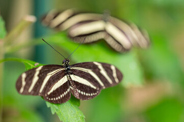Zebra Longwing butterfly Heliconius charithonia with black wings and bright white stripes, native to the Americas. Elegant and slender, often seen fluttering among tropical flowers. High quality photo