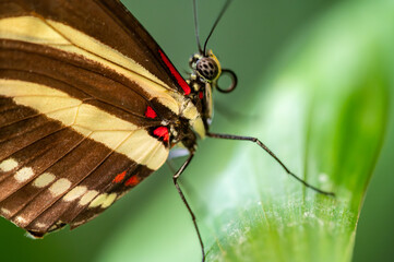 Close-up macro of a zebra longwing butterfly Heliconius charithonia resting on a green leaf. The image shows the detailed yellow and black striped wings with red accents.