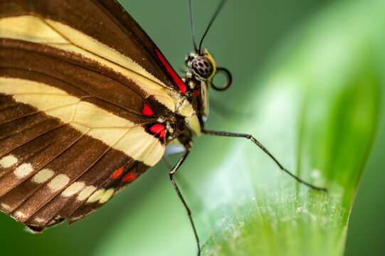 Close-up macro of a zebra longwing butterfly Heliconius charithonia resting on a green leaf. The image shows the detailed yellow and black striped wings with red accents. - Powered by Adobe