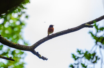 Small redstart bird resting on mossy tree branch in green spring forest. Close-up of colorful redstart bird on moss-covered branch, shallow depth, peaceful mood, wildlife and nature photography 