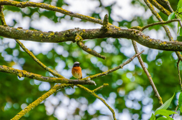 Small redstart bird resting on mossy tree branch in green spring forest. Close-up of colorful redstart bird on moss-covered branch, shallow depth, peaceful mood, wildlife and nature photography 