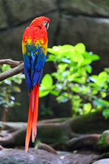 Moody Parrot w. tail