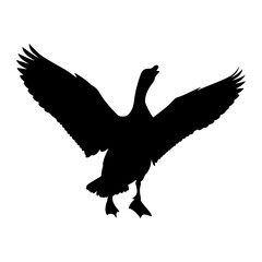 Black goose wings spread white background bird silhouette