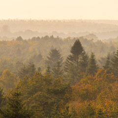 Fototapeta premium Treetop view over a Dutch forest in autumn - Hondsrug, Drenthe, The Netherlands.