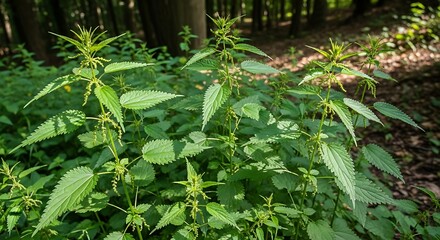 Lush Green Stinging Nettle Patch in Forest Sunlight.
