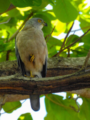 Fiji Goshawk Standing on One Leg