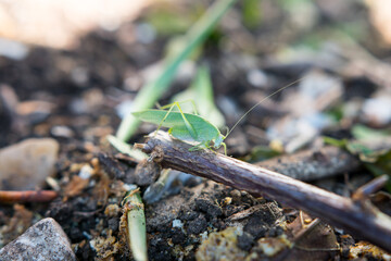 Close-up of a green grasshopper standing on a stick