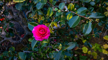 サザンカ（山茶花）