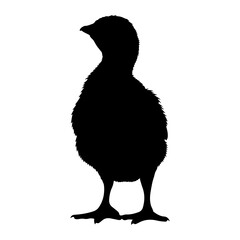 Fluffy chick silhouette standing black white
