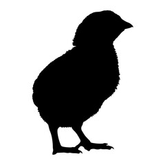 Fluffy chick silhouette standing black white