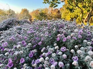 frozen autumn flowers covered in purple frost at dawn