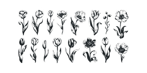 Naklejka premium Collection of Hand Drawn Black Ink Tulip Flowers