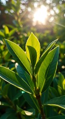 Fototapeta premium Vibrant Green Leaves Bathed in Golden Sunlight.