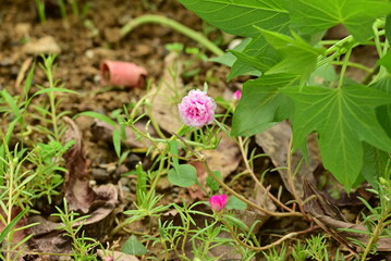 Pink Moss Rose Growing in Garden Soil with Green Leaves