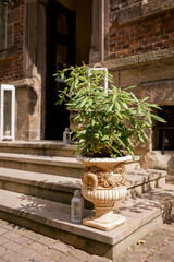 Potted Plant on Stone Steps Outside Brick Building