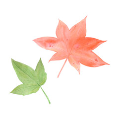 Hand drawn watercolor autumn leaves composition. Illustration isolated on white background. Can be used for postcard, label and other printed products.