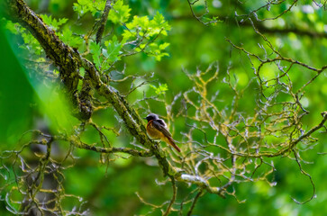 Small redstart bird resting on mossy tree branch in green spring forest. Close-up of colorful redstart bird on moss-covered branch, shallow depth, peaceful mood, wildlife and nature photography 