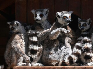 Obraz premium ring tailed lemur