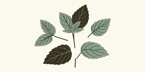 Basil Leaves Composition A Fresh Ingredient Illustration