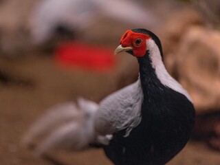 turkey vulture in the wild