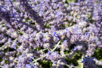 lavender flowers in the garden