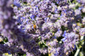 lavender flowers in the garden