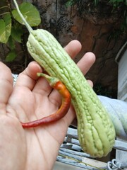 Hand Holding Bitter Melon 
