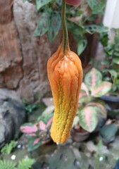 Hand Holding Bitter Melon 