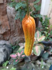 Hand Holding Bitter Melon 