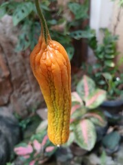 Hand Holding Bitter Melon 