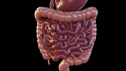 A 3D image of the human digestive system, highlighting the stomach and intestines, emphasizing the anatomical structure.