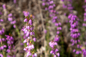 lavender field in provence