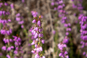 lavender field in provence