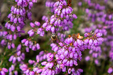 lavender field in provence