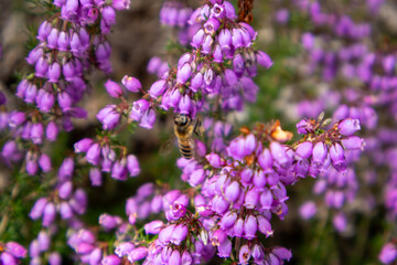 lavender field in provence