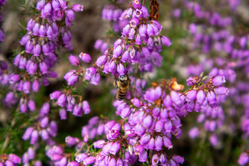Fototapeta premium lavender field in provence