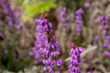 lavender field in provence