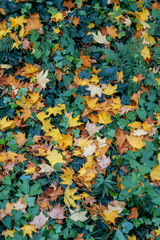 Boulogne-Billancourt, France - 10 18 2025: Background Autumn leaves. Detail view of colorful leaves on the ground with sunlight and shadows