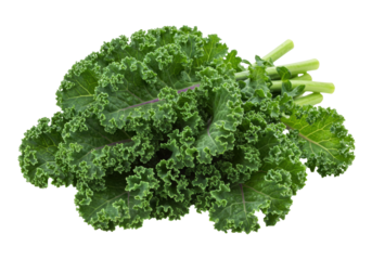Isolated bunch of curly kale leaves ready for cooking, source of vitamins and minerals
