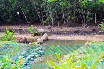 Rodrigo de Freitas Lagoon with group of Capybaras crossing pond at Brazilian city of Rio de Janeiro on a spring day. Photo taken October 13th, 2025, Rio de Janeiro, Brazil.