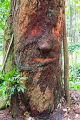 Tree trunk with human face at rain forest at Tijuca National Park at Brazilian city of Rio de Janeiro on a spring day. Photo taken October 13th, 2025, Rio de Janeiro, Brazil.