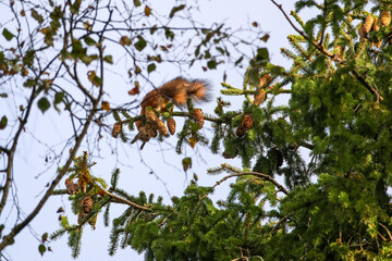 Red squirrel climbing spruce tree branches surrounded by pine cones in forest. Wild squirrel searching for food high on spruce branch, natural daylight, autumn forest mood, wildlife concept, low-angle
