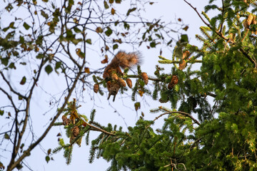 Red squirrel climbing spruce tree branches surrounded by pine cones in forest. Wild squirrel searching for food high on spruce branch, natural daylight, autumn forest mood, wildlife concept, low-angle