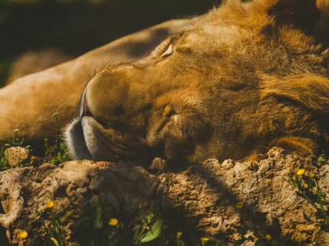 lion cub lying on a rock - Powered by Adobe
