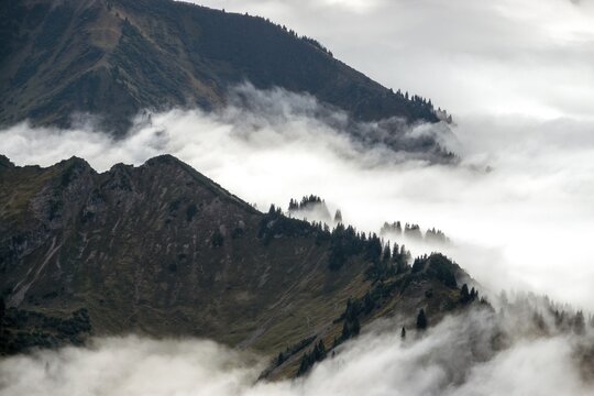 Ridge with conifers sticking out of fog, Allg&auml;u Alps, near Oberstdorf, Oberallg&auml;u, Allg&auml;u, Bavaria, Germany