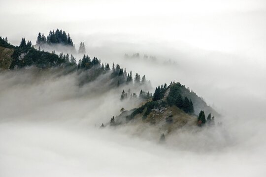 Ridge with conifers sticking out of fog, Allg&auml;u Alps, near Oberstdorf, Oberallg&auml;u, Allg&auml;u, Bavaria, Germany