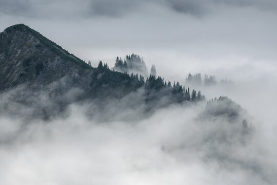 Ridge with conifers sticking out of fog, Allg&auml;u Alps, near Oberstdorf, Oberallg&auml;u, Allg&auml;u, Bavaria, Germany