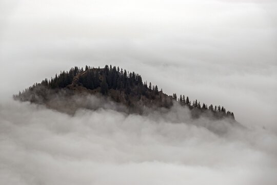 Ridge with conifers sticking out of fog, Allg&auml;u Alps, near Oberstdorf, Oberallg&auml;u, Allg&auml;u, Bavaria, Germany